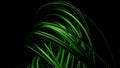 Black background.Design. Bright spiral lines of green color twist and disappear again.