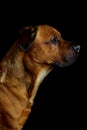 Black background dog Royalty Free Stock Photo