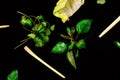 Fresh asian herb on black background.