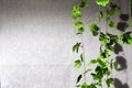 Black background with green lianas and plants with lighting for photo shoots