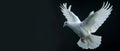 On a black background, an isolated white dove flies freely Royalty Free Stock Photo