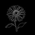 On a black background lies a sunflower, adorned with expansive, white petals encircling a dark center.