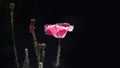 Black background and lonely poppy.Pink unusual poppy. Royalty Free Stock Photo
