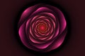 Black background with pink rose in the center. Flower texture, f Royalty Free Stock Photo