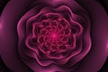 Black background with pink rose in the center. Spiral flower tex Royalty Free Stock Photo