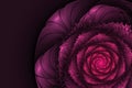 Black background with pink rose. Flower texture, fractal pattern Royalty Free Stock Photo