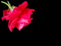 BLACK  BACKGROUND  WITH  RED  ROSE  FLOWER BLOSSOM ON CORNER Royalty Free Stock Photo