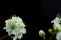 Black background Spring withe flowers on branch. Plum tree Royalty Free Stock Photo