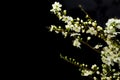 Black background Spring withe flowers on branch. Plum tree Royalty Free Stock Photo