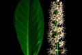 Black background Spring withe flowers on branch. Plum tree Royalty Free Stock Photo