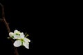 Black background Spring withe flowers on branch. Plum tree Royalty Free Stock Photo