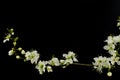 Black background Spring withe flowers on branch. Plum tree Royalty Free Stock Photo