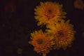 Black background with yellow chrysanthemum flowers on the corner side Royalty Free Stock Photo