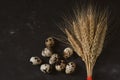 On a black background, yellow wheat and ripe quail eggs Royalty Free Stock Photo