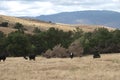 Black Baldy and Black Angus Cattle in a field Royalty Free Stock Photo