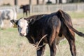 Black baldy bull calf Royalty Free Stock Photo