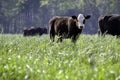 Black baldy calf in lush spring pasture Royalty Free Stock Photo