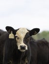 Black baldy calf portrait