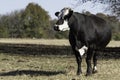 Black baldy cow in autumn pasture Royalty Free Stock Photo