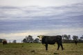 Black baldy cow in winter pasture Royalty Free Stock Photo