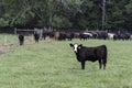 Black baldy in front of herd Royalty Free Stock Photo