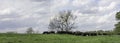 Black baldy herd in spring pasture panorama