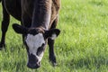 Black baldy steer grazing with neg. space