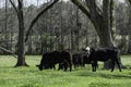 Black baldy stockers in pecan grove in springtime Royalty Free Stock Photo