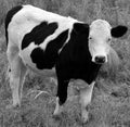 Black Baldy is a type of crossbred beef cattle