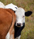 Black Baldy is a type of crossbred beef cattle