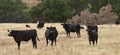 Black Baldy and Black Angus Cattle in a field Royalty Free Stock Photo