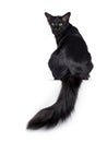 Black Balinese cat on white