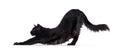 Black Balinese cat on white