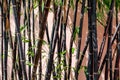 Black bamboo background in the graden Royalty Free Stock Photo