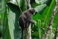 Black Bande langur Presbytis femoralis