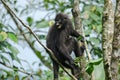 Black Bande langur Presbytis femoralis