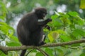 Black Bande langur Presbytis femoralis