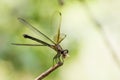 Black-banded Gossamerwing - Portrait of damselfly