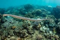 Black-banded Sea Krait and Coral Reef in Manuk, Indonesia Royalty Free Stock Photo