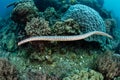 Black-banded Sea Krait and Coral Reef in Banda Sea Royalty Free Stock Photo