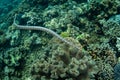 Sea Krait and Coral Reef in Banda Sea, Indonesia Royalty Free Stock Photo