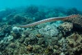 Banded Sea Krait and Coral Reef in Banda Sea, Indonesia Royalty Free Stock Photo