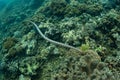 Black-banded Sea Krait and Coral Reef in Indonesia Royalty Free Stock Photo
