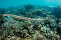 Black-banded Sea Krait and Coral Reef in Banda Sea Royalty Free Stock Photo