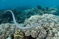 Black-banded Sea Krait and Reef in Banda Sea Royalty Free Stock Photo