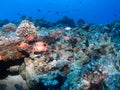 Black Bar Soldier Fish under Ledge