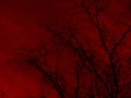 Black bare tree branches against the background of a blood-red sky. Horror, nightmare, spooky concept.