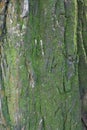 Black bark of false acacia covered with moss