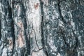 Ã Â¸ÂºBark tree texture background Royalty Free Stock Photo