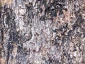 Black bark tree texture Royalty Free Stock Photo